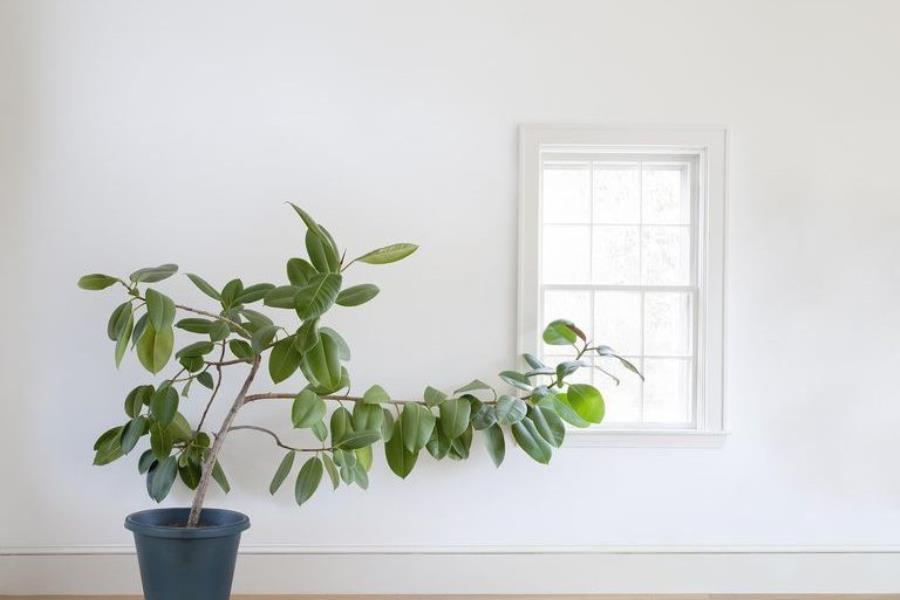 نور مورد نیاز گیاهان آپارتمانی