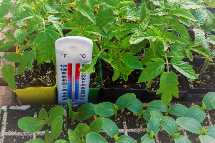 دمای مورد نیاز برای گیاهان آپارتمانی